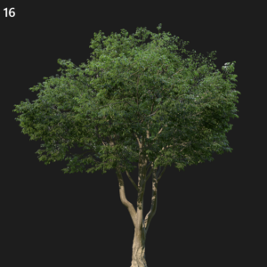 Celtis Australis Proxy Model