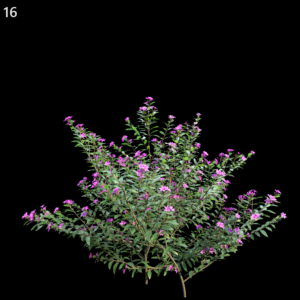 Cuphea Bush Proxy Model for SketchUp with V-Ray