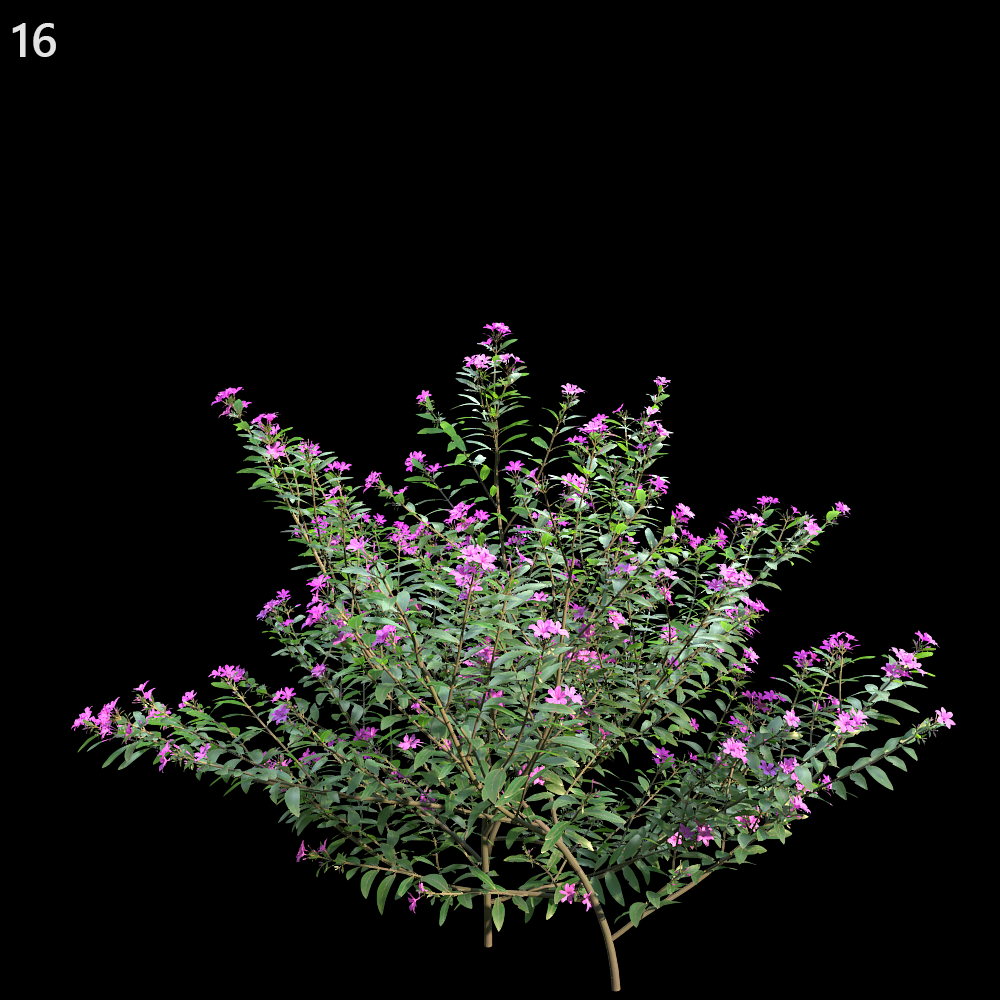Cuphea Bush Proxy Model for SketchUp with V-Ray
