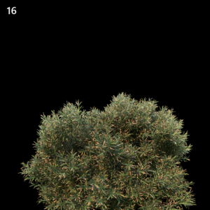 Juniperus Communis Proxy Model