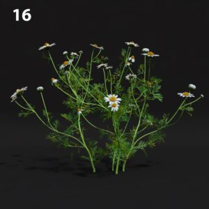 Chamomile Flower Proxy Model for SketchUp with V-Ray