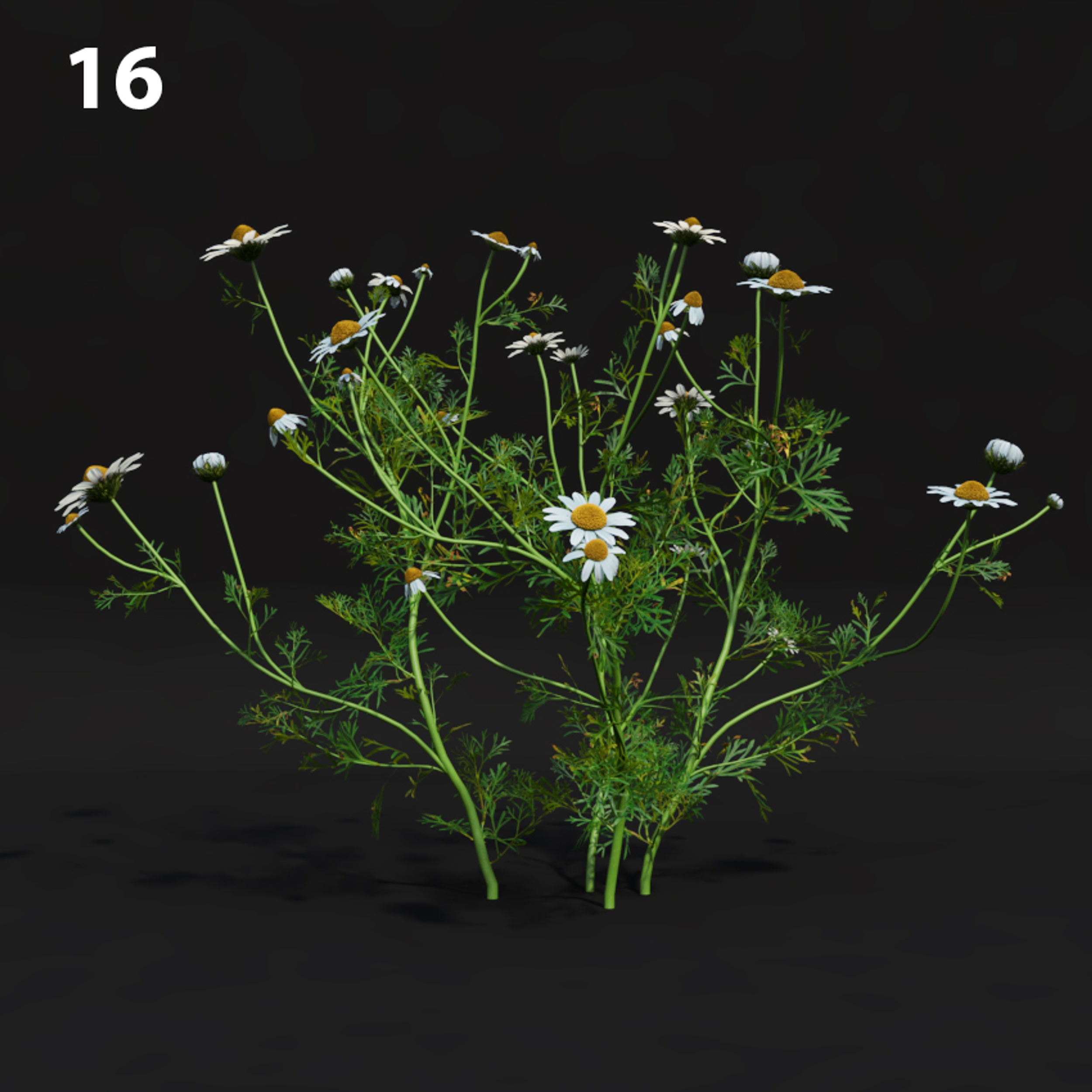 Chamomile Flower Proxy Model for SketchUp with V-Ray