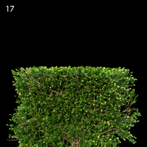 Buxus Sempervirens