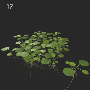 Limnobium Laevigatum Proxy Model for SketchUp with V-Ray