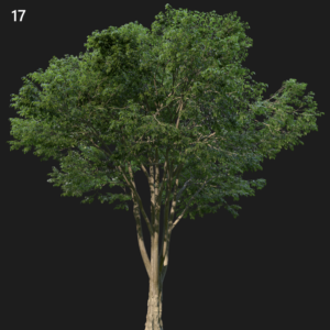 Celts Australis Tree Proxy Model
