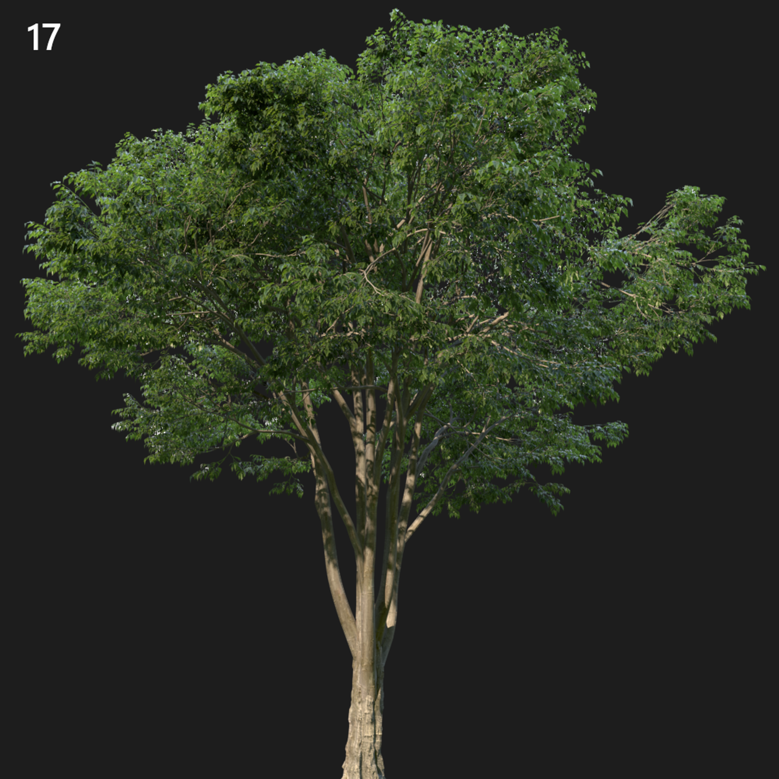 Celts Australis Tree Proxy Model