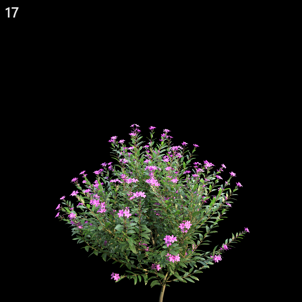 Cuphea Plant Proxy Model for SketchUp with V-Ray