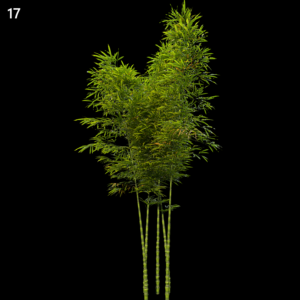 Phyllostachys Aurea Bamboo Proxy Model for SketchUp