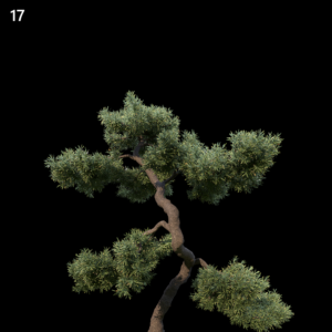 Juniperus Communis Proxy Model for SketchUp
