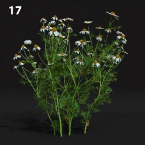 Chamomile Flower Proxy Model for SketchUp with V-Ray