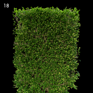 Buxus Sempervirens Proxy Model
