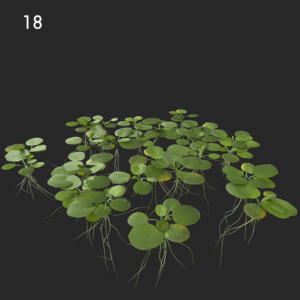 Limnobium Laevigatum Proxy Model for SketchUp and V-Ray