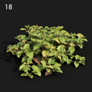 Lysima03 Proxy Model