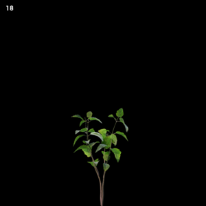 Shella Grass G-Cover