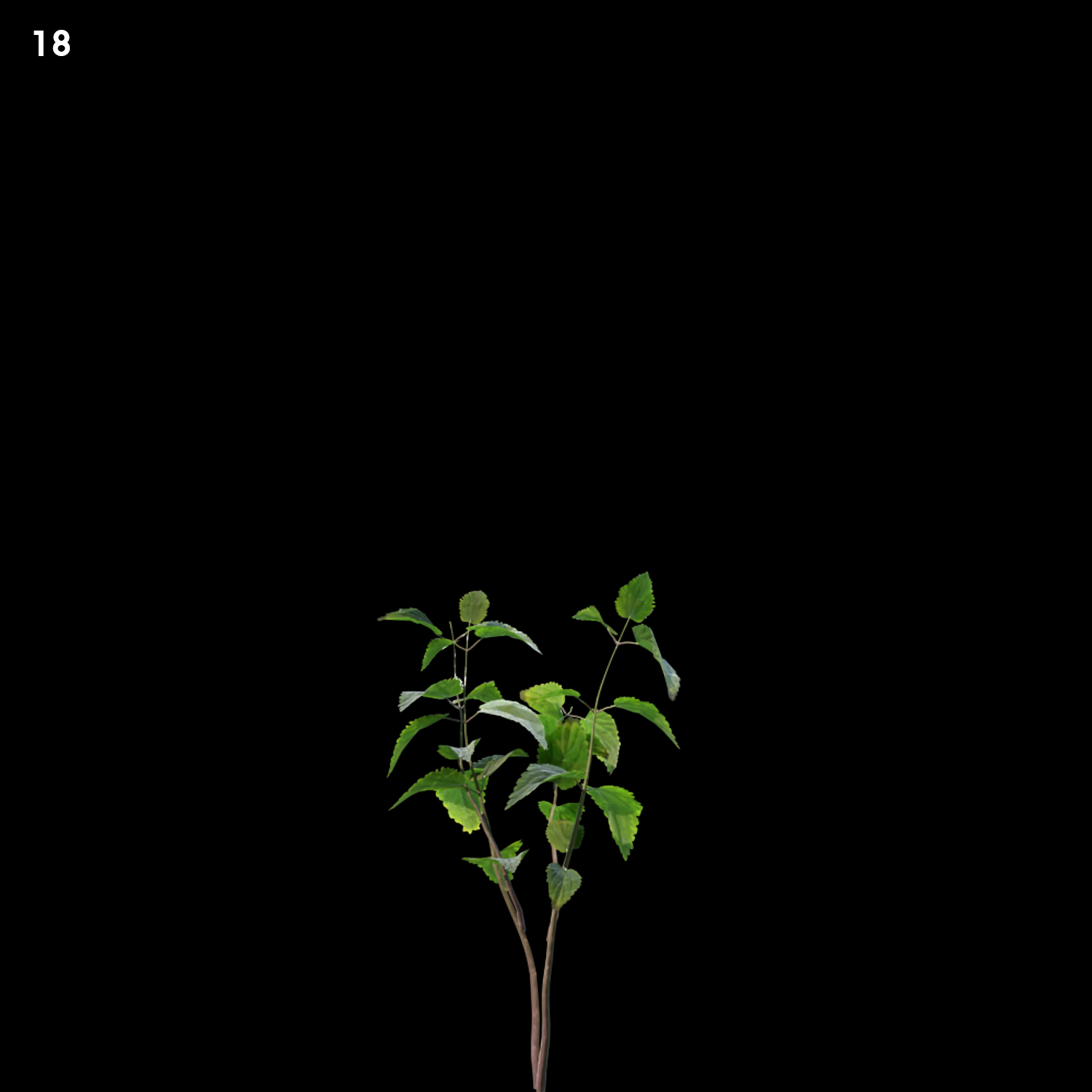 Shella Grass G-Cover