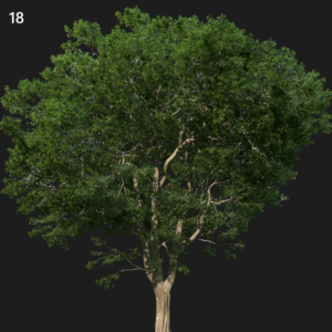 Celis Australis Proxy Model