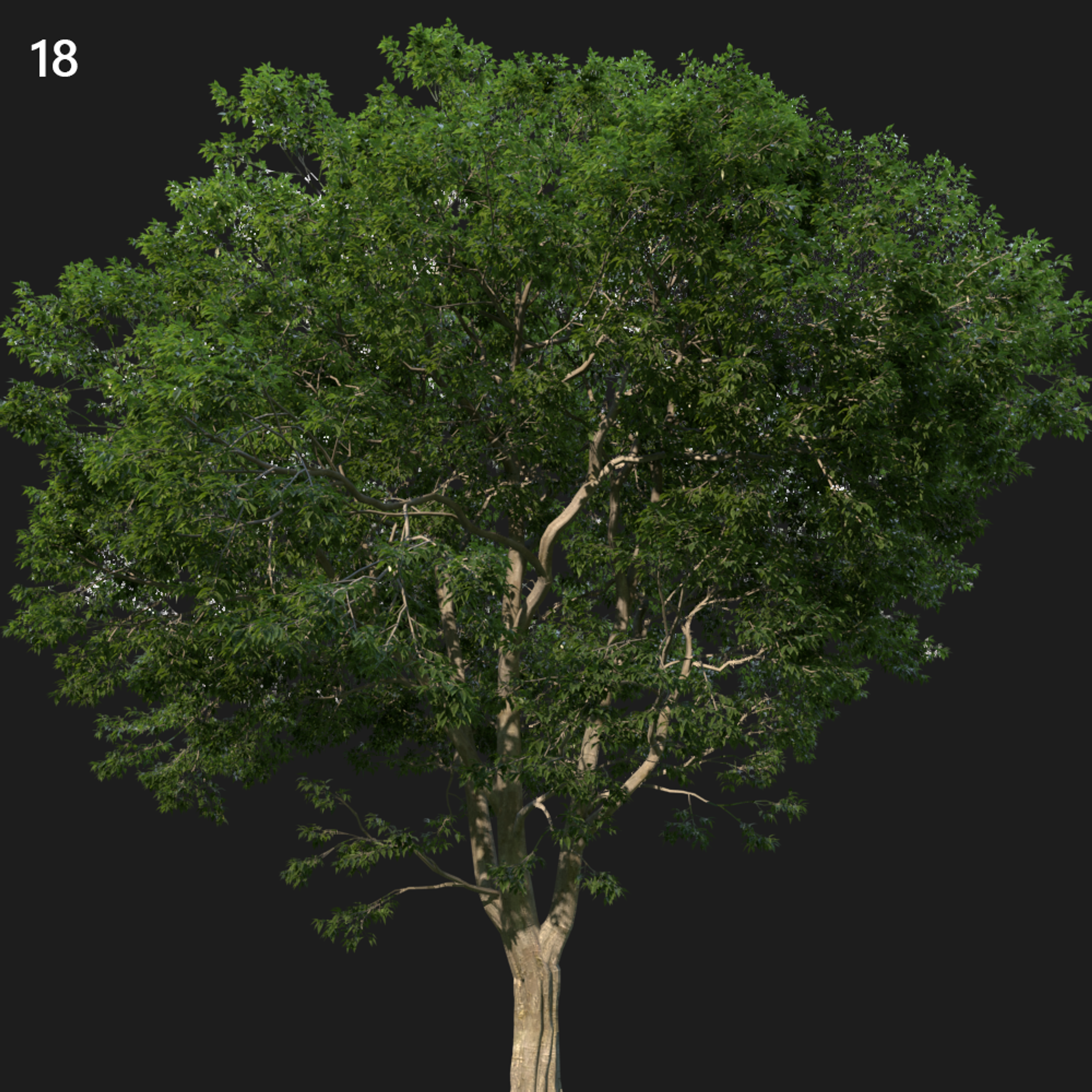 Celis Australis Proxy Model