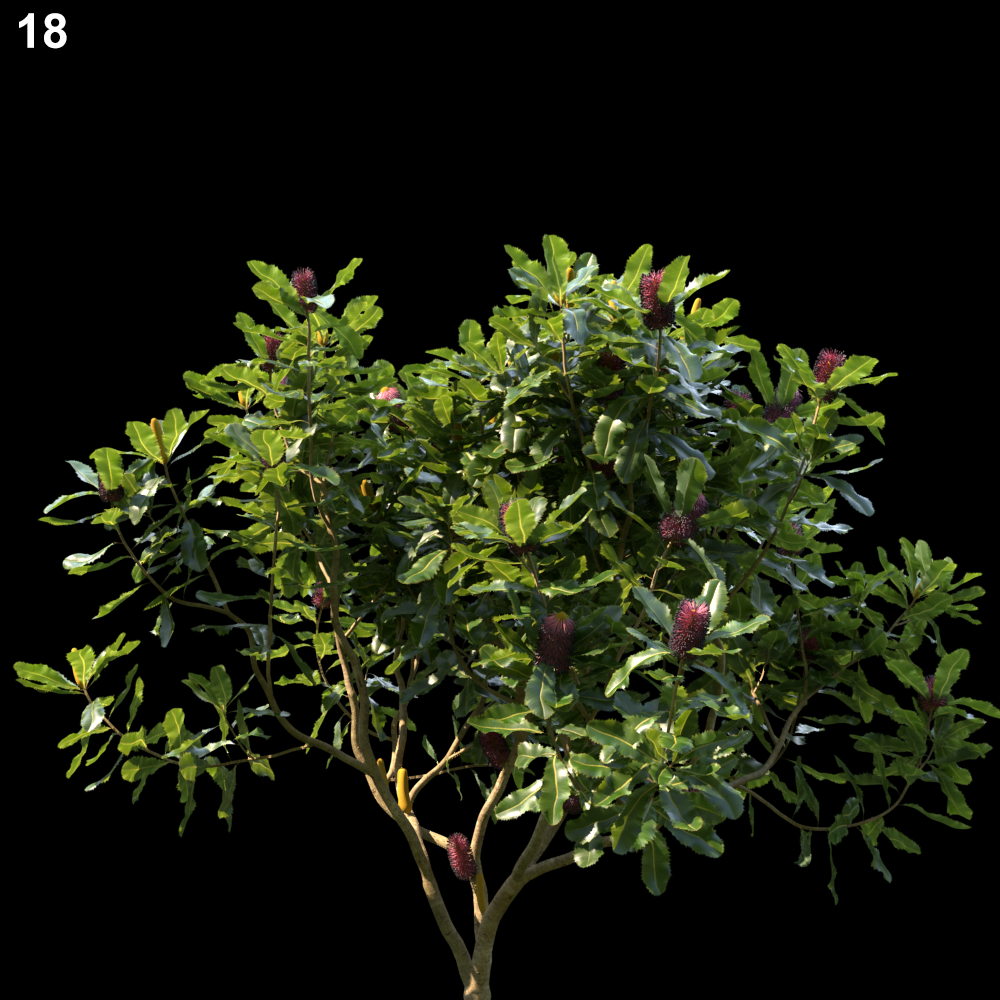 Banksia Robur Proxy Model for SketchUp with V-Ray