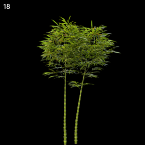Golden Bamboo Plant Proxy Model