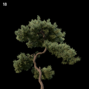 Juniperus Communis Proxy Model for SketchUp