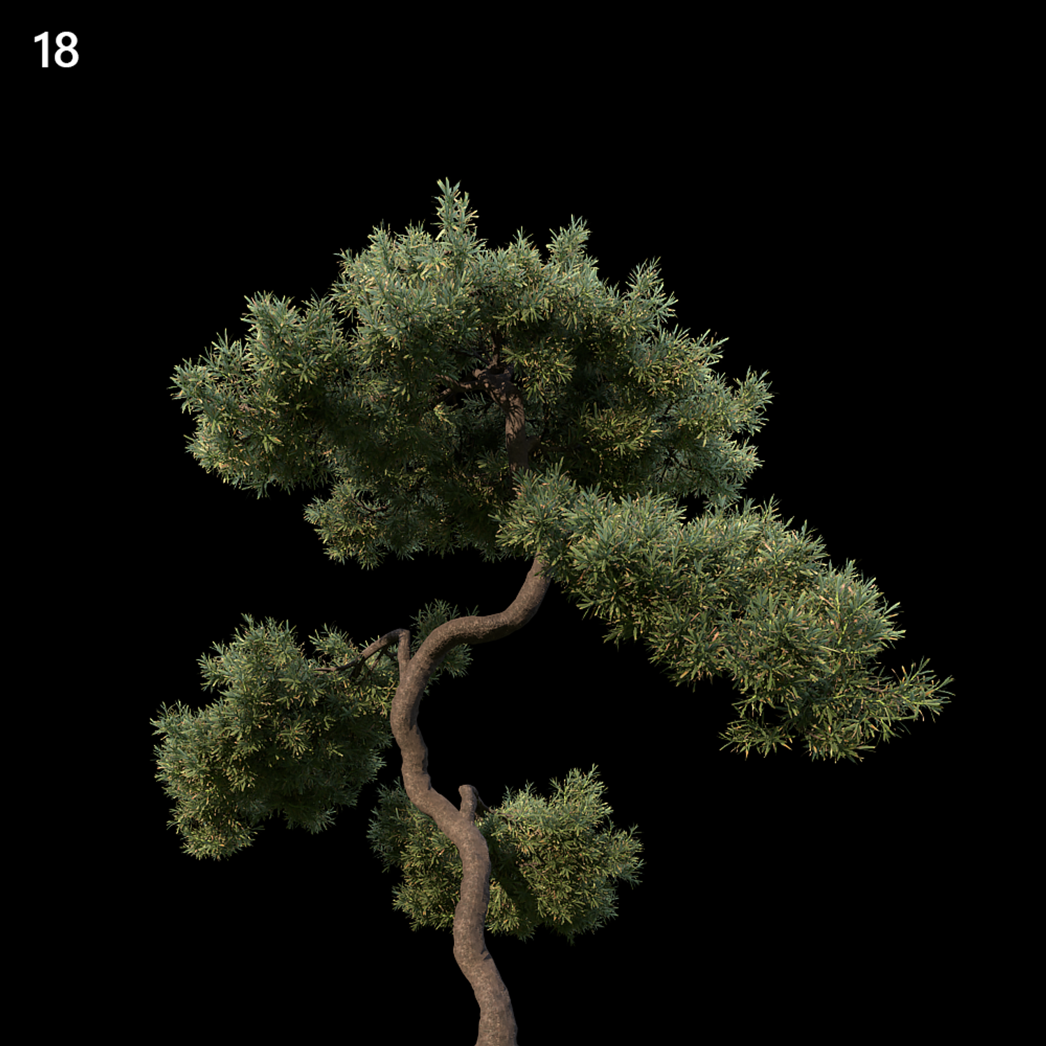 Juniperus Communis Proxy Model for SketchUp