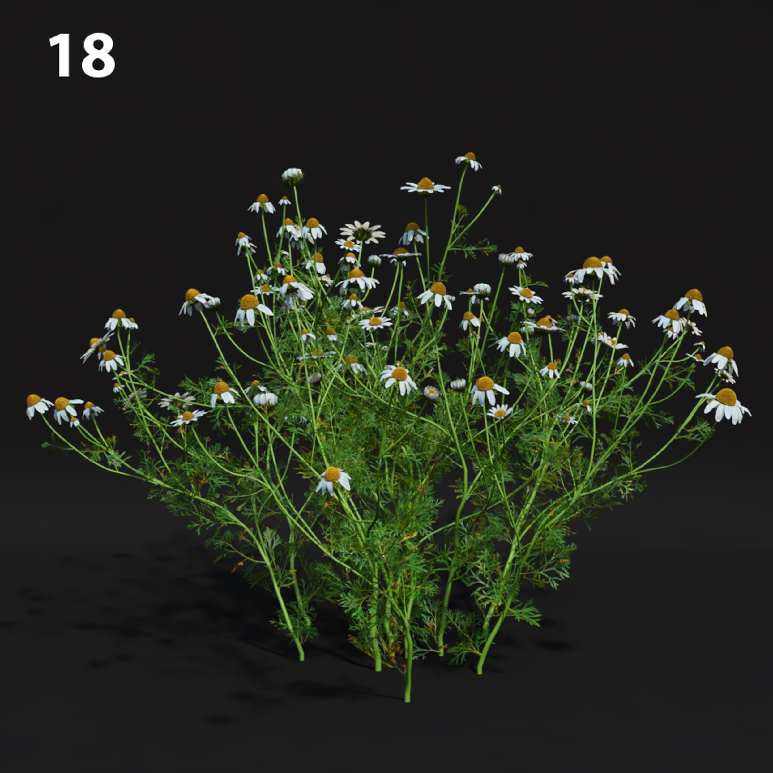 Chamomile Flower Proxy Model