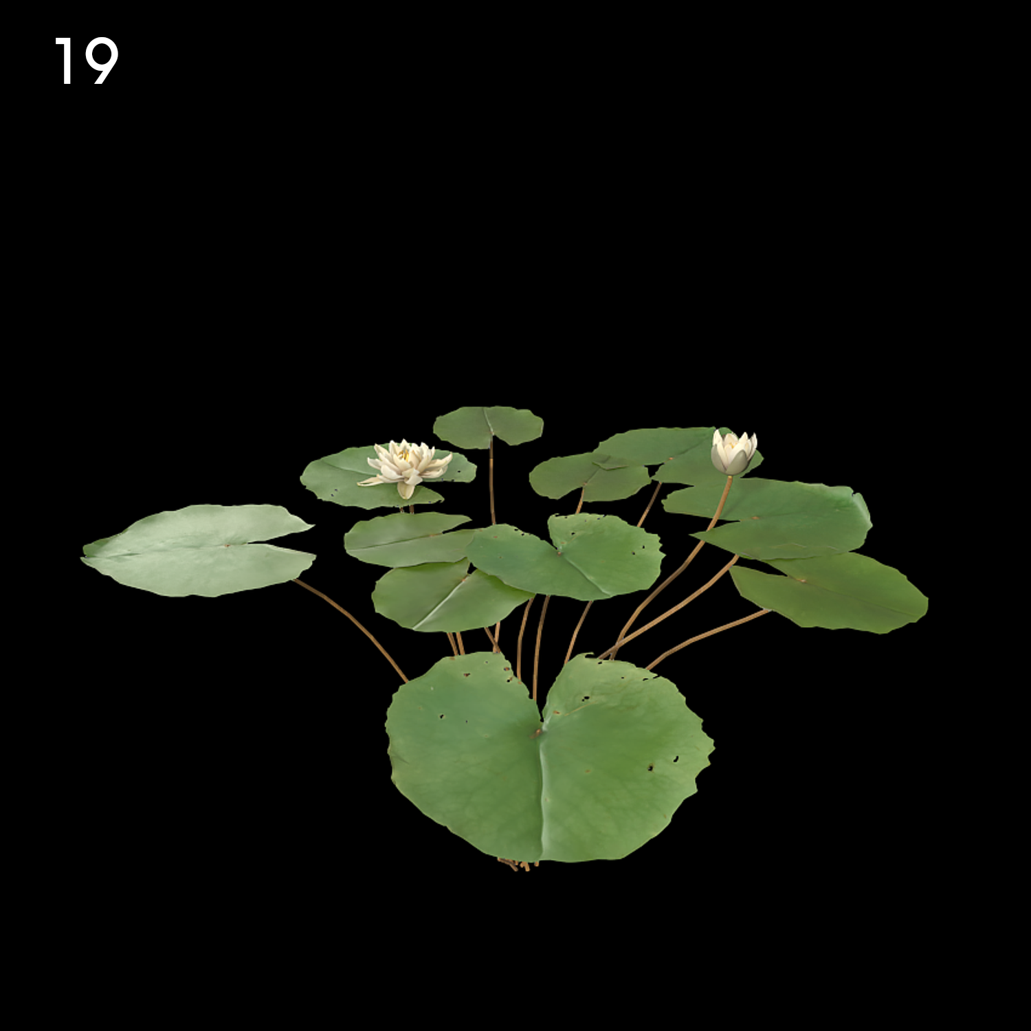 Nymphaea Bisque Proxy Model for SketchUp with V-Ray