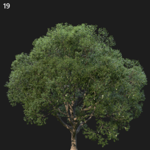 Camphor Tree Proxy Model for SketchUp