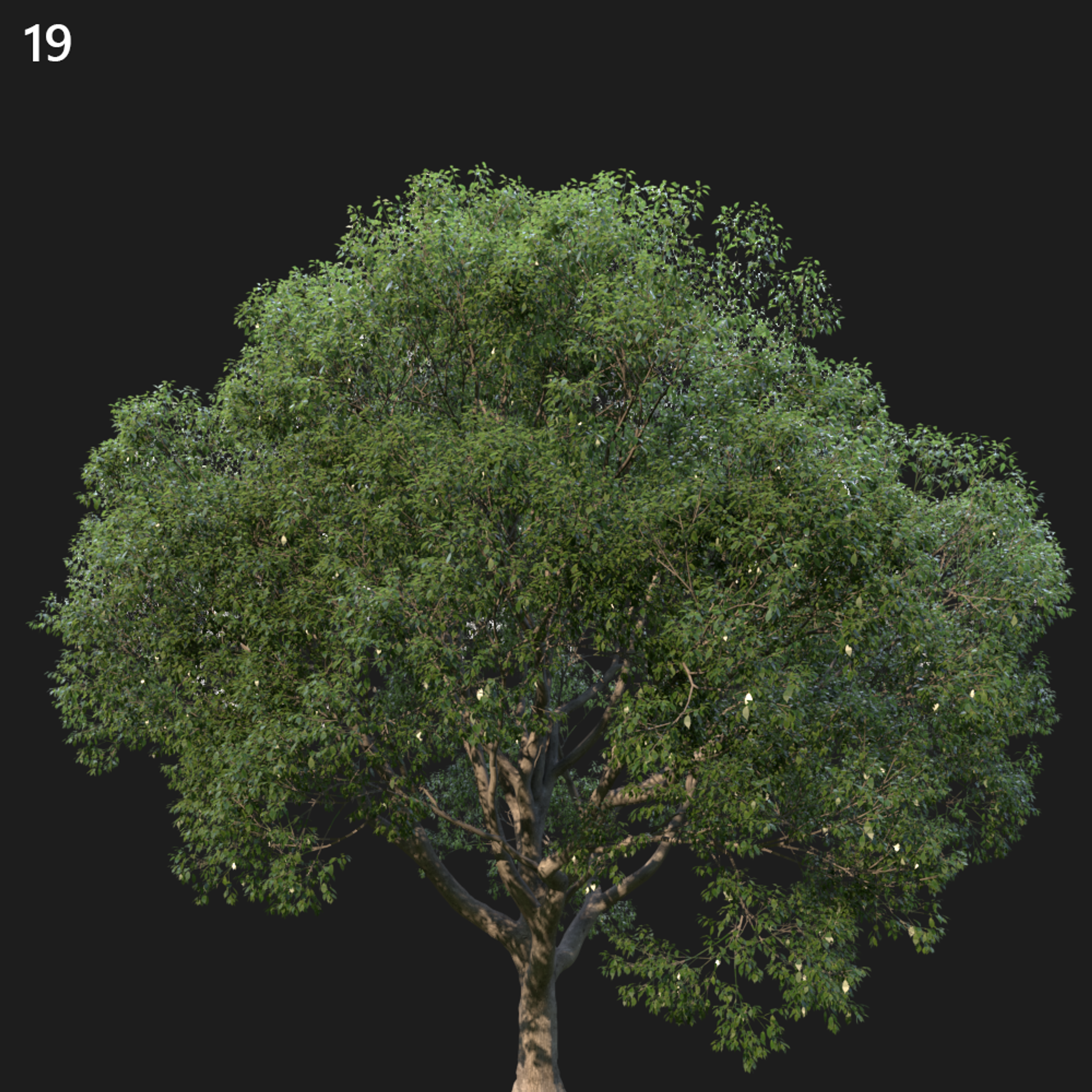 Camphor Tree Proxy Model for SketchUp