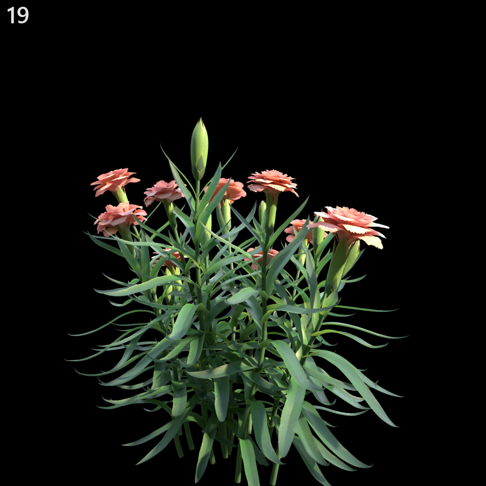 Dianthus Caryophyllus Proxy Model for SketchUp