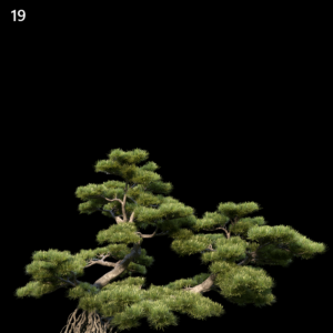 Podocarpus Macrophyllus Proxy Model for SketchUp with V-Ray