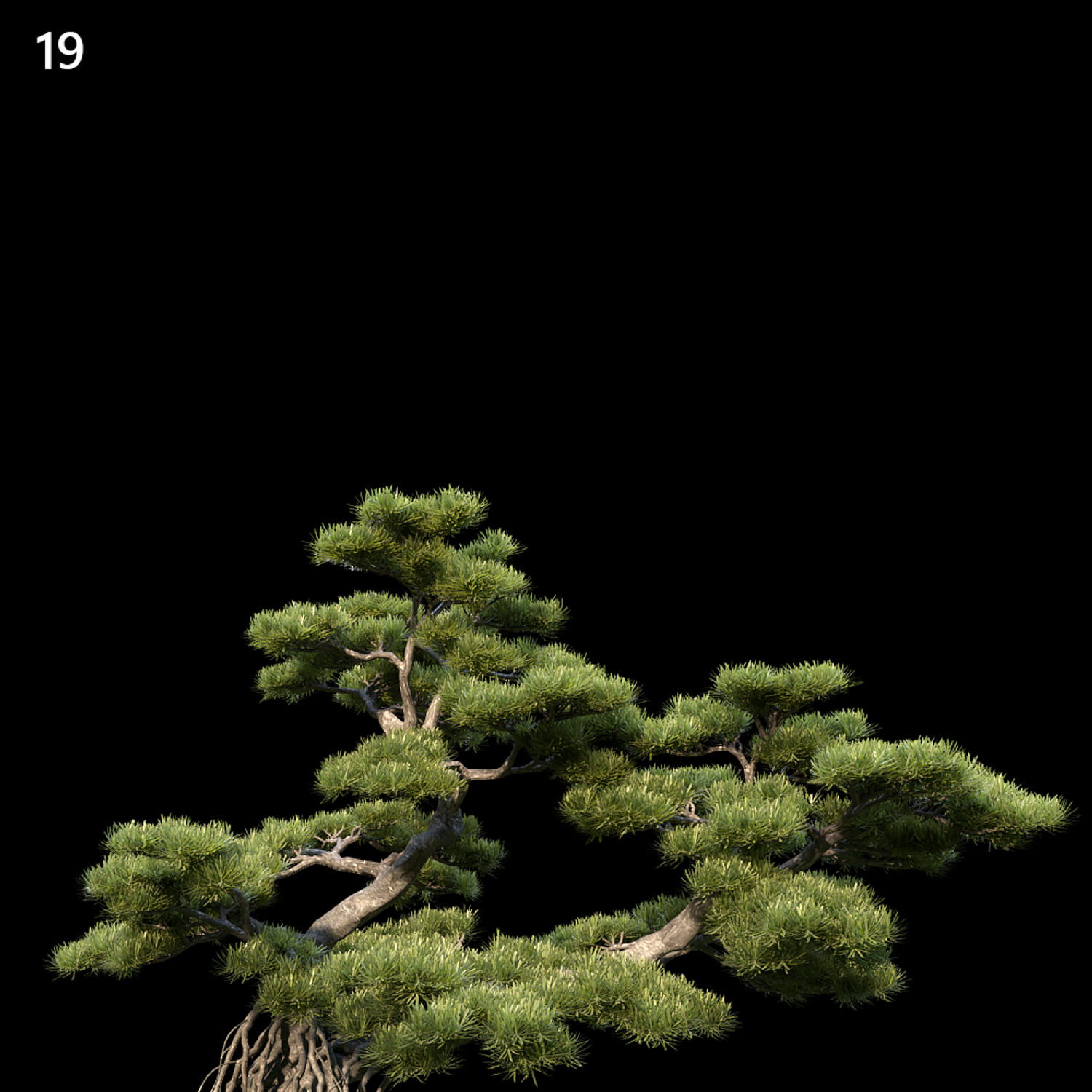 Podocarpus Macrophyllus Proxy Model for SketchUp with V-Ray