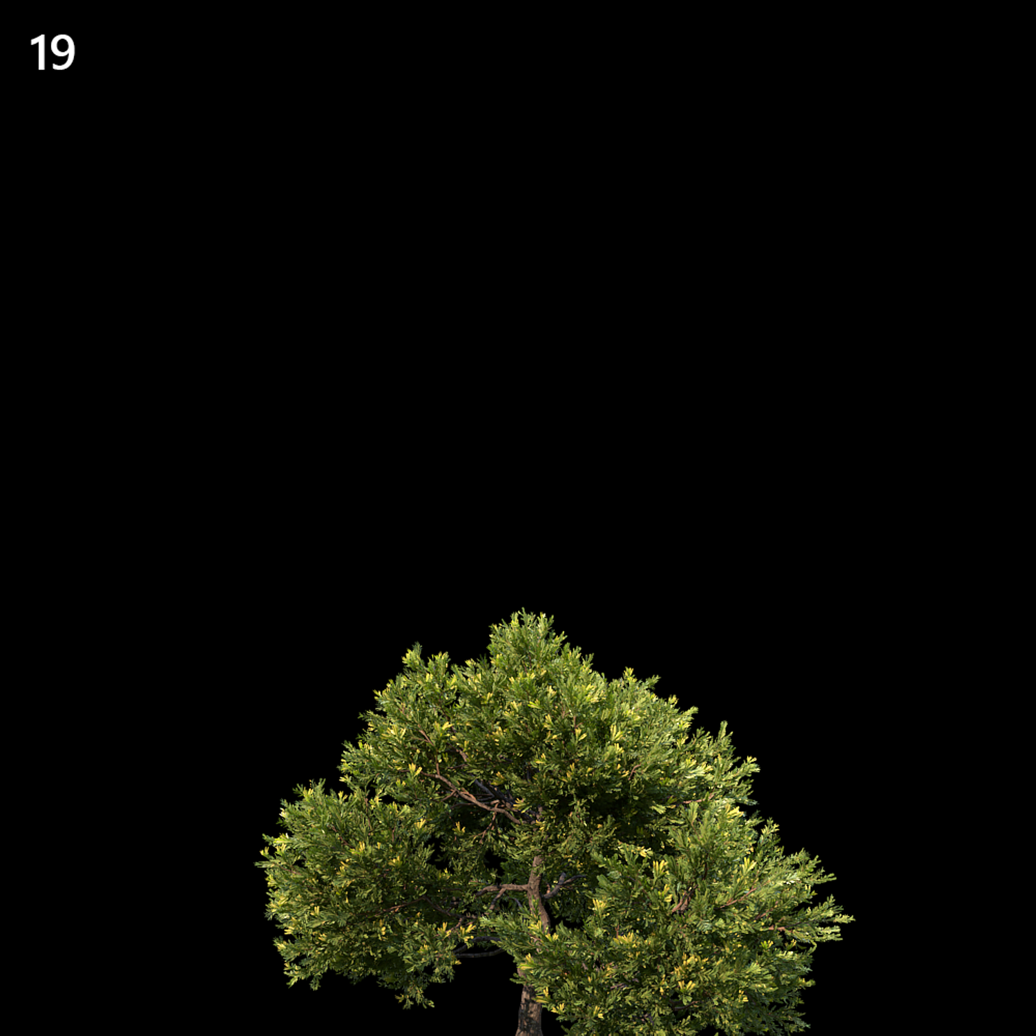 Juniperus Occidentalis Rheingold Proxy Model for SketchUp with V-Ray