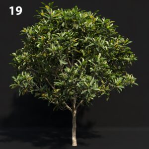Realistic Japanese Tree Proxy Model
