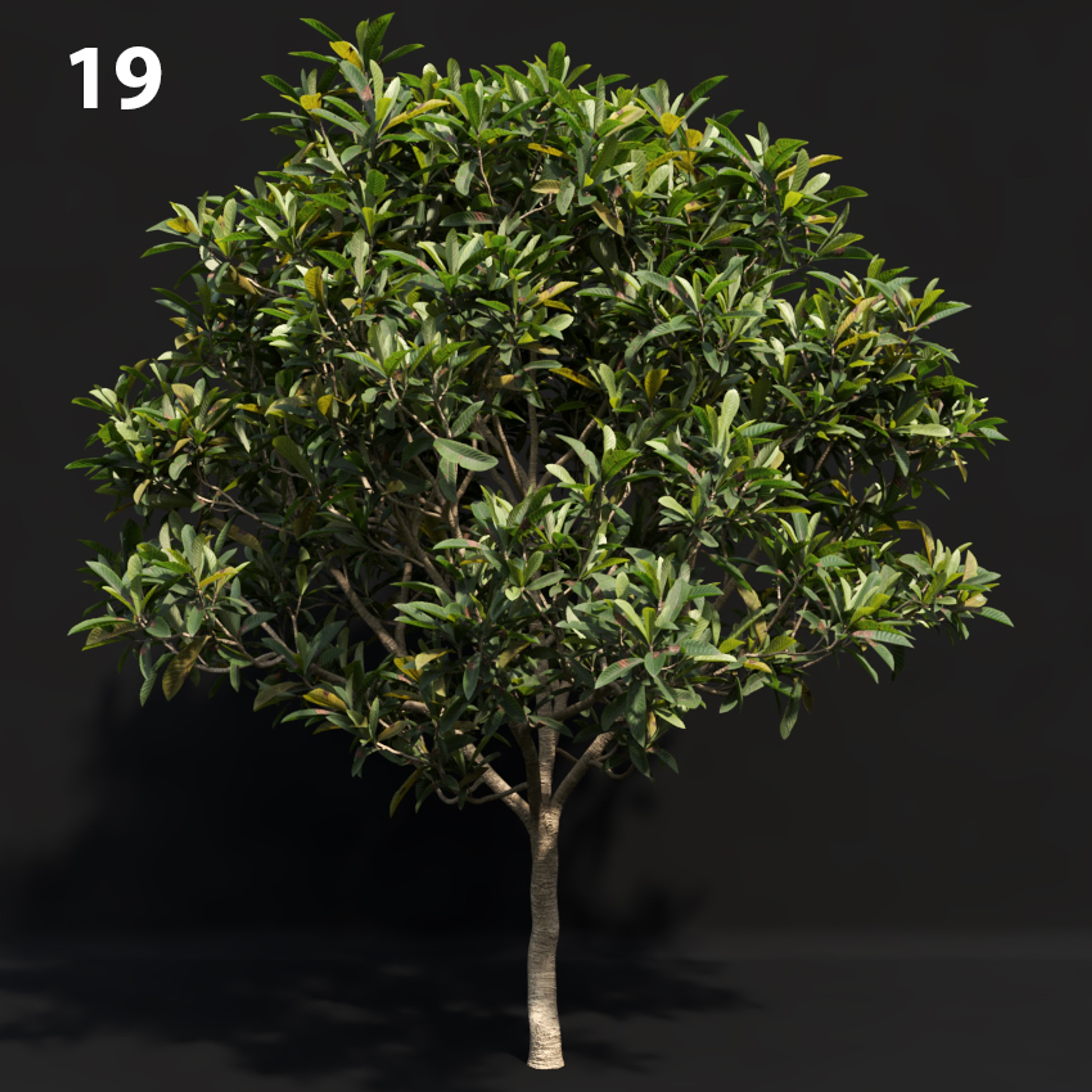 Realistic Japanese Tree Proxy Model