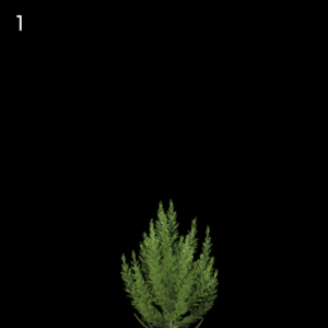 Erica Arborea Proxy Model for SketchUp with V-Ray