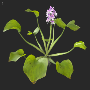 Eichhornia Crassipes Proxy Model for SketchUp with V-Ray
