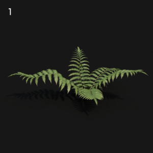 Cibotium Fern Proxy Model