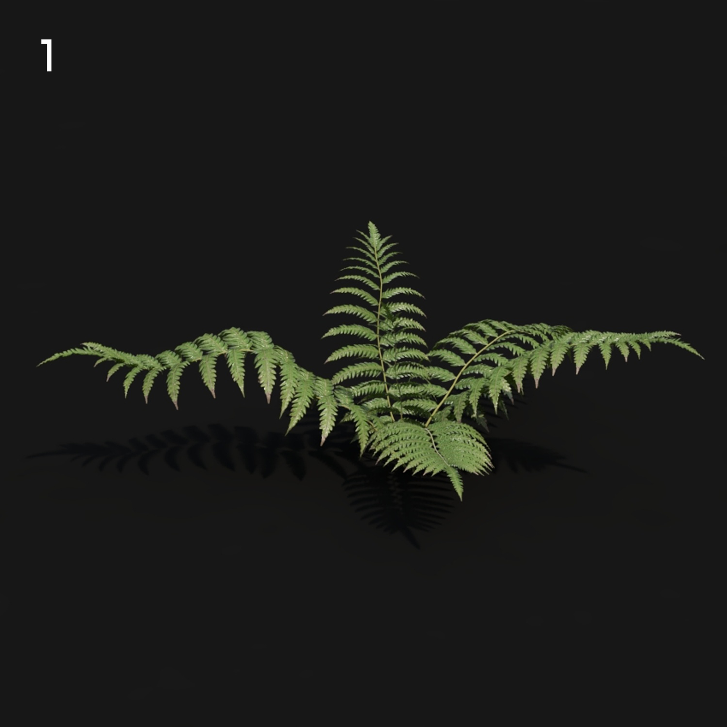 Cibotium Fern Proxy Model