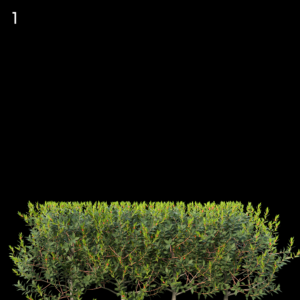 Aquipernyi Meschik Square Cut