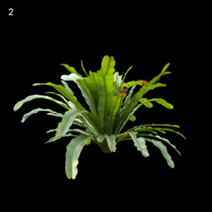 Asplenium Nidus Proxy Model for SketchUp with V-Ray