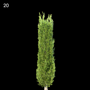 Carpinus Betulus Tree Proxy Model