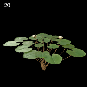 Nymphaea Bisque Proxy Model