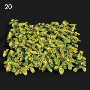 Lysima Leaves Proxy Model for SketchUp