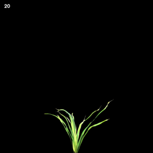 ShellaGrass Proxy Model