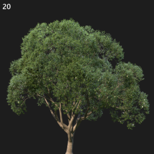 Camphor Tree Proxy Model for SketchUp with V-Ray