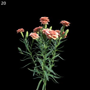 Dianthus Caryophyllus Proxy Model
