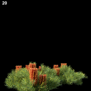 Banksia Spinulosa Proxy Model