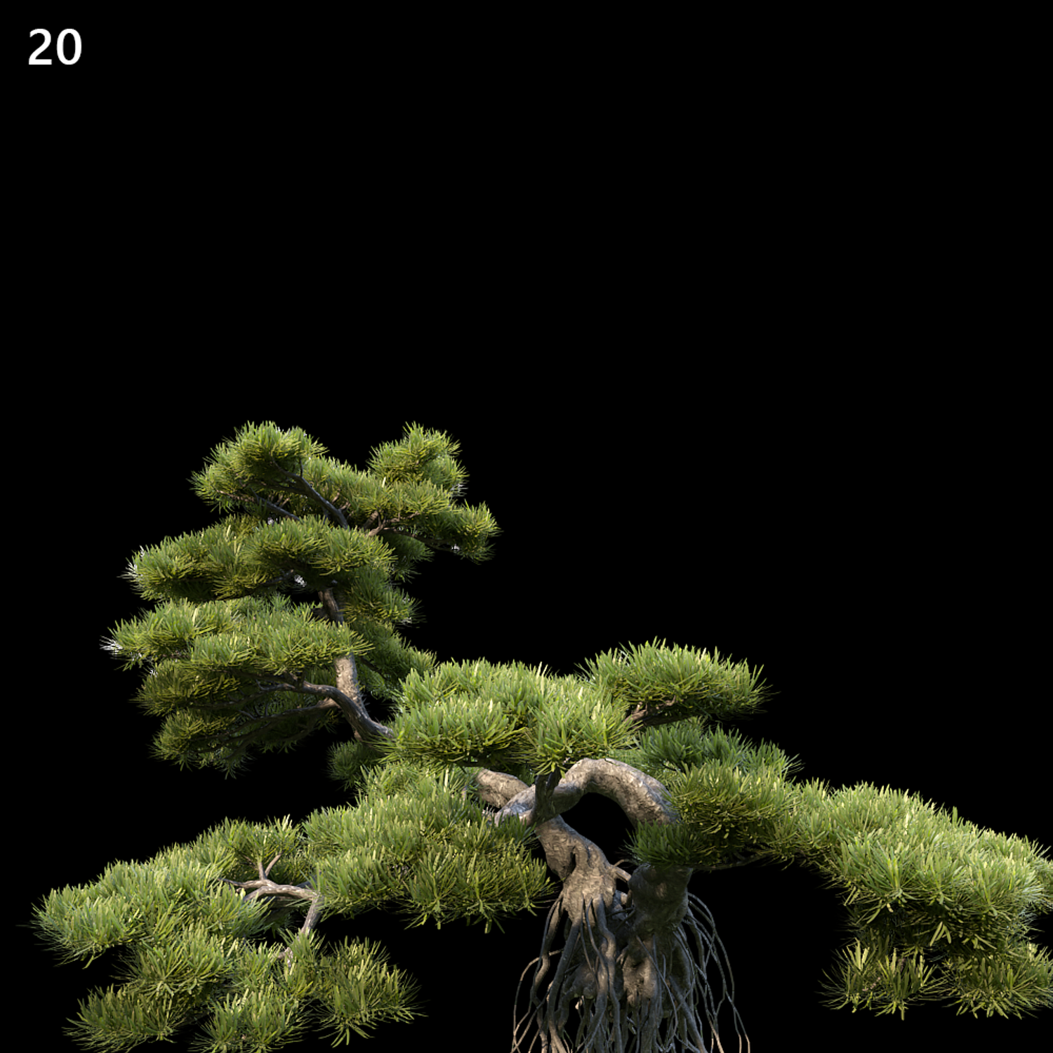 Podocarpus Macrophyllus Proxy Model