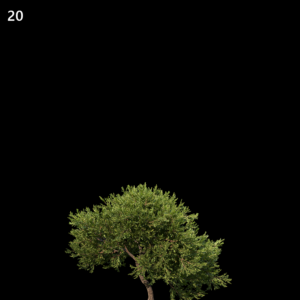 Juniperus Occidentalis Rheingold Proxy Model